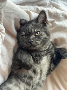 Reinrassig BKH Deckkater