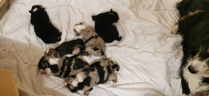 MINI Australien Shepered