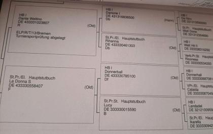 Oldenburger Stute 5jährig