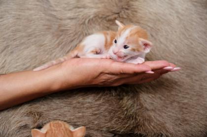 Ein bunter Haufen Orientalischer Kurzhaar Kitten von der zauberhaften Olivia chocolate Tricolour
