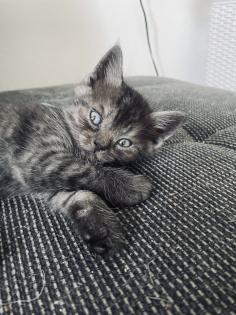 Noch 5 BKH/BLH Mix Kitten