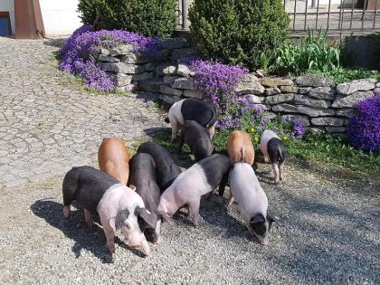 Ferkel Dreirassenkreuzung Schweine Schwäbisch-Hällisch, Duroc, Pit
