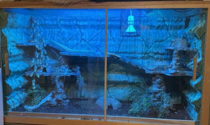 Kornnatter inkl. Terrarium