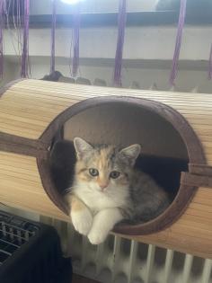 BKH Kitten mit Startpaket Auszugsbereit
