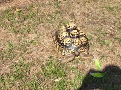 Phantherschildkröte
