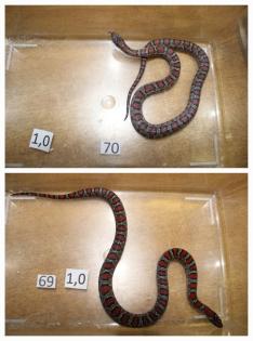 Lampropeltis Mexicana mexicana