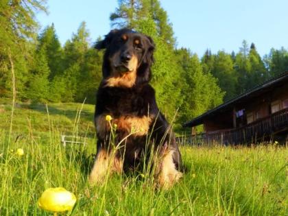 Junge Hovawart Dame