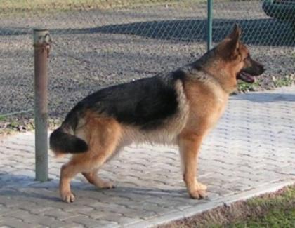 Deutscher Schäferhund Rambo von Seidenbach