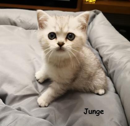 British Kurzhaar / mix Kitten