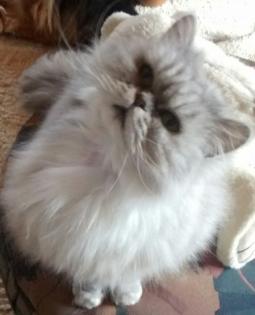 Katze Molly sucht liebevolles Zuhause