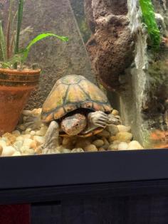 Rotwangenklappschildkröte