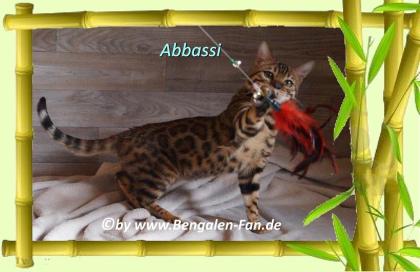 Bengal Kater Abbassi immer gut gelaunt, fröhlich und lieb