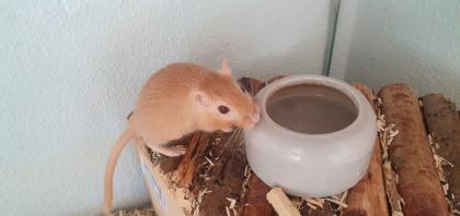 Zwei Rennmäuse mit Terrarium