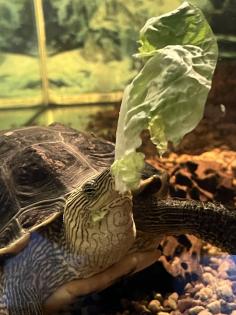 Dreikiel Wasserschildkröte