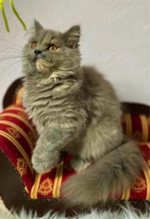 BKH Kitten aus Champion Verpaarung in trico und LH Stammbaum