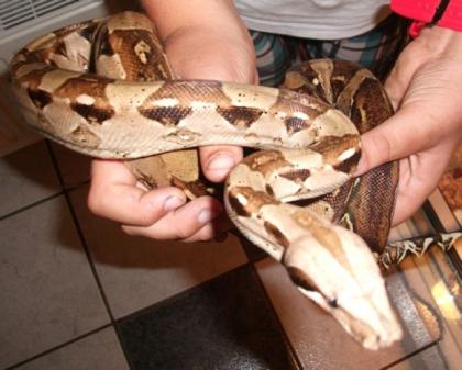 Boa Constrictor Constrictor evtl. mit Terra abzugeben