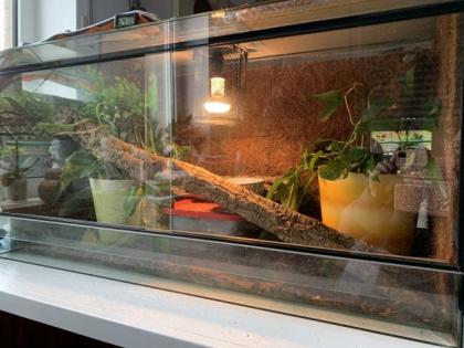 2 Königsphyton mit Terrarium umständehalber abzugeben