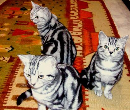 Reinrassige Britisch Kurzhaar Katzenbabys Babykatzen vom Züchter BKH.