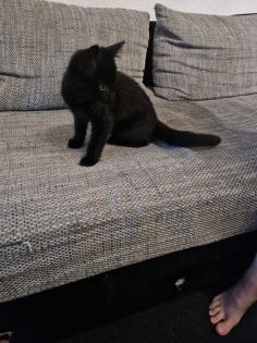 2 kleine Katzengeschwister abzugeben