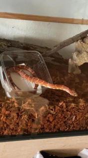 Classic Kornnatter / pantherophis guttatus / Weiblich