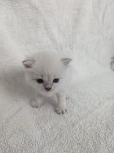Sechs süße BKH Kitten geb. 06. 05. 23 suchen ab Ende Juli ein neues Zuhause