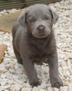 Nur noch ein silberner Labrador Welpe abzugeben-extrem Ruhig als Therapiehund ge