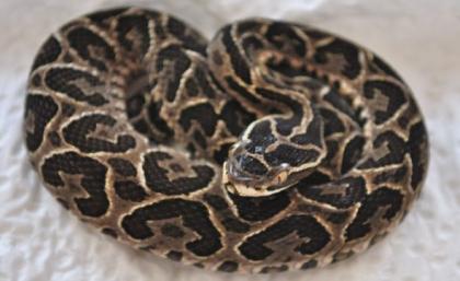 Bothrops alternatus - Halbmondlanzenotter NZ 2021