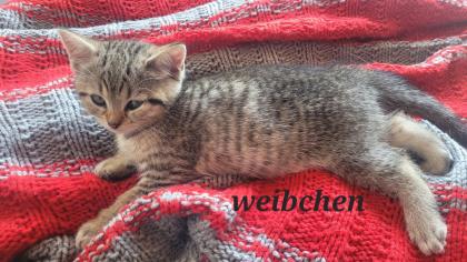 Ägyptisch Mau - BKH Mix Kitten