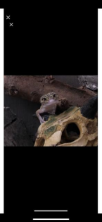 Leopardgecko nachzuchten