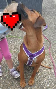 Wurfplanung rhodesian ridgeback