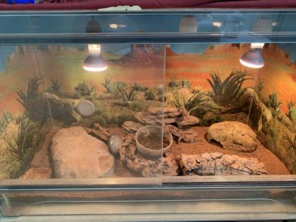 2 Leopardengeckos inkl. 2 Terrarien