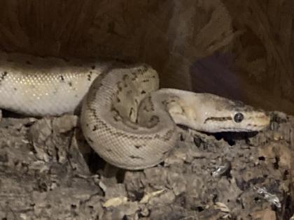 2 Königspythons inkl. Terrarien u. Zubehör abzugeben