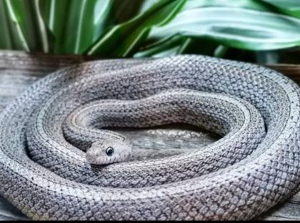 1. 0 Cinder Tessera Motley Kornnatter