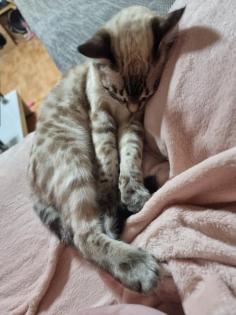 Bengal Kater