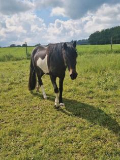 Hübsche Pony Stute