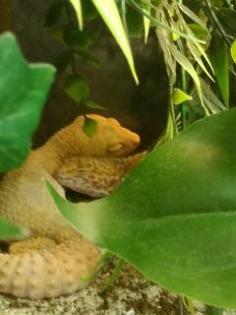 Leopardengeckos suchen dringend ein neues Heim
