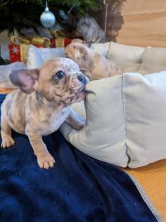 Französische Bulldogge Welpen mit Ahnentafel