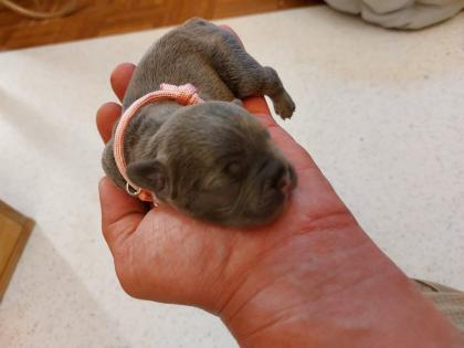 Welpen Französische Bulldoggen