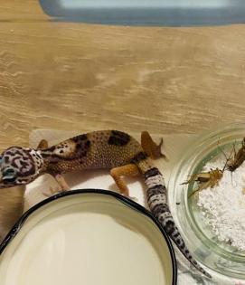 Leopardengeckos aus Hobbynachzucht 2022