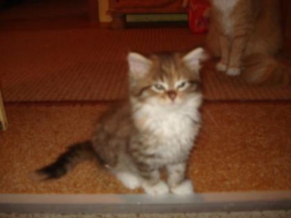 MaineCoon-Kätzchen