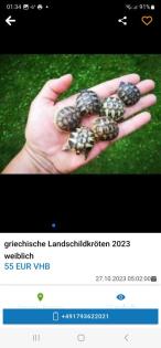 Griechische Landschildkröten Babys 2023 aus Hobbyzucht