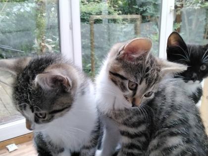 Kitten grau getigert, Hauskatze