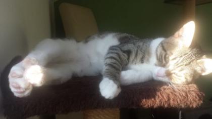 Katzenkind sucht zu Hause