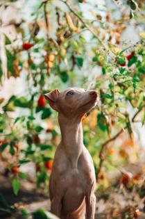WELPE ITALIENISCHER WINDHUND ZU VERKAUFEN