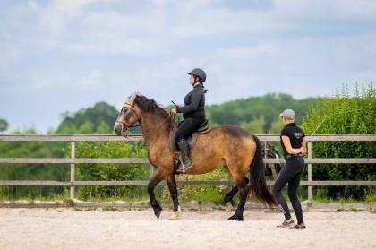 Reitunterricht, Beritt, Freiarbeit, Zirkuslektionen