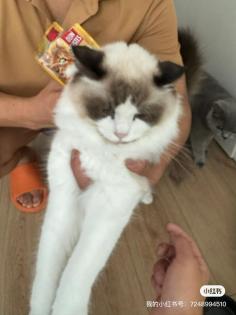 Katze Ragdoll in Köln