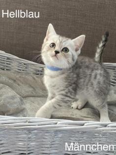 BKH-Silver/Golden Tabby Kitten suchen neues zuhause