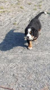 Berner Sennenhund Welpen
