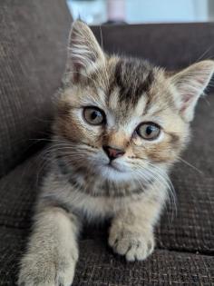 BKH Kitten abgabebereit