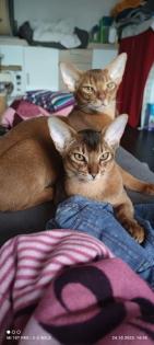 Charmanter reinrassiger 12 Monate alter Abessinier Kater mit Abstammungsurkunde